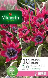Tulipe Pulchella Little Beauty (x10)